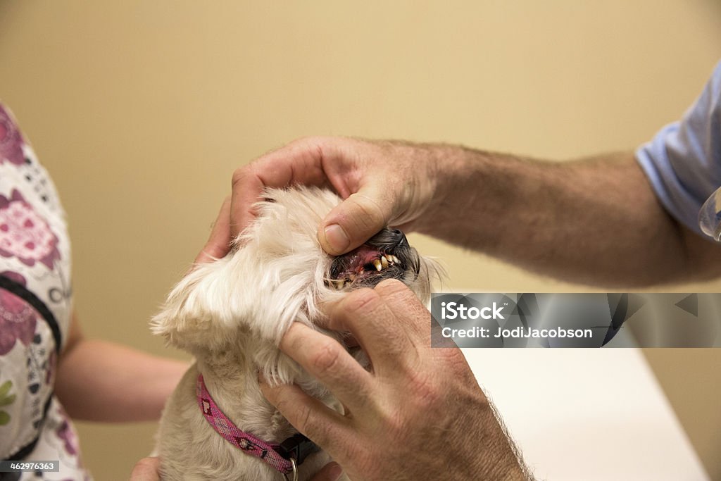 犬に厳しいプレート獣医オフィス checkup 入手します。 - イヌ科のロイヤリティフリーストックフォト