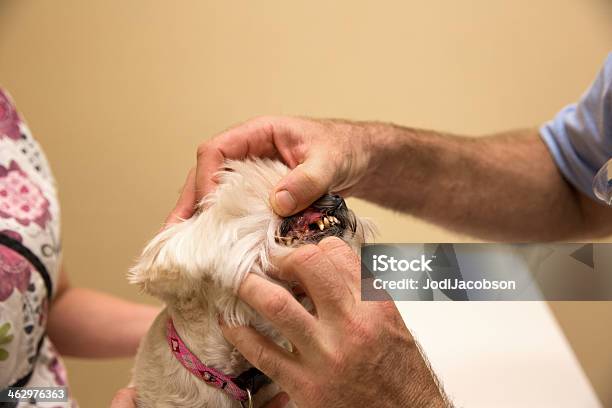 犬に厳しいプレート獣医オフィス Checkup 入手します - イヌ科のストックフォトや画像を多数ご用意 - イヌ科, カラー画像, ブラシをかける