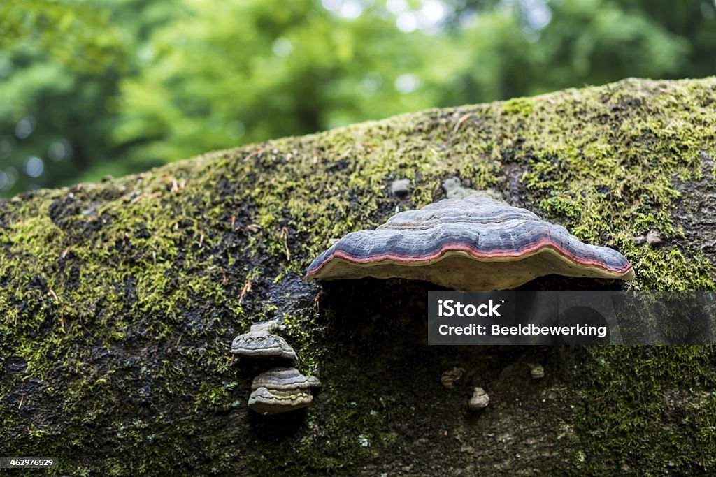 Cogumelo com listra vermelha nas treetrunk Morto - Foto de stock de Bosque - Floresta royalty-free