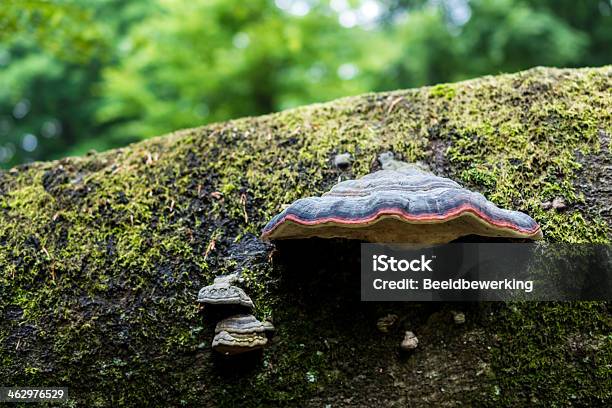 Foto de Cogumelo Com Listra Vermelha Nas Treetrunk Morto e mais fotos de stock de Bosque - Floresta - Bosque - Floresta, Cogumelo - Fungo, Esporo