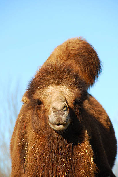 Bactrian Camel Animals In The Wild Animal Hair Shaggy Stock Photos,  Pictures & Royalty-Free Images - iStock