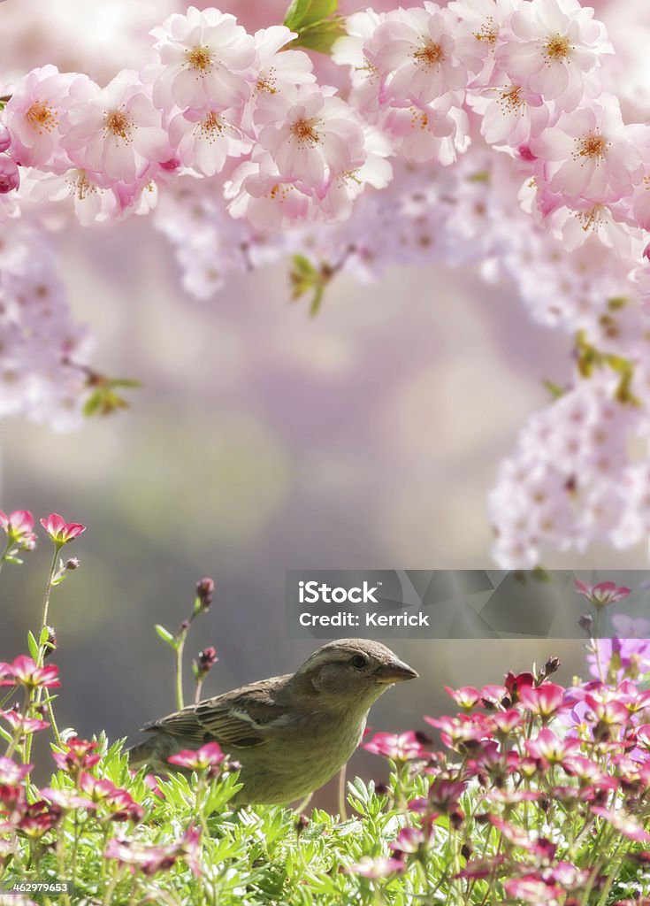 Frühling Blumen Rahmen mit sparrow - Lizenzfrei Ast - Pflanzenbestandteil Stock-Foto