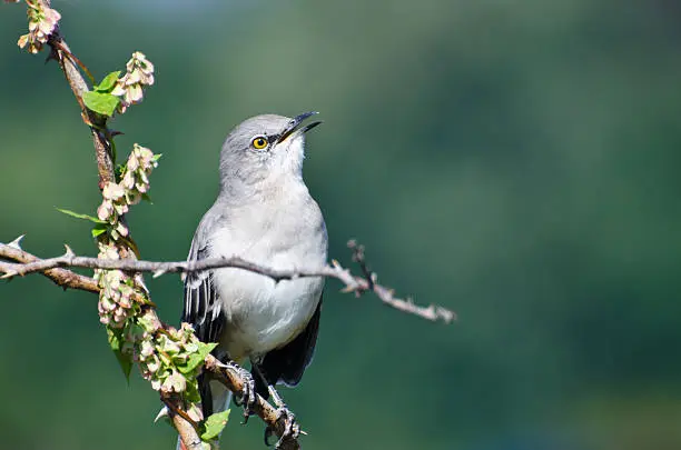 Photo of Singing Northern Mockingbird Perched in a Tree