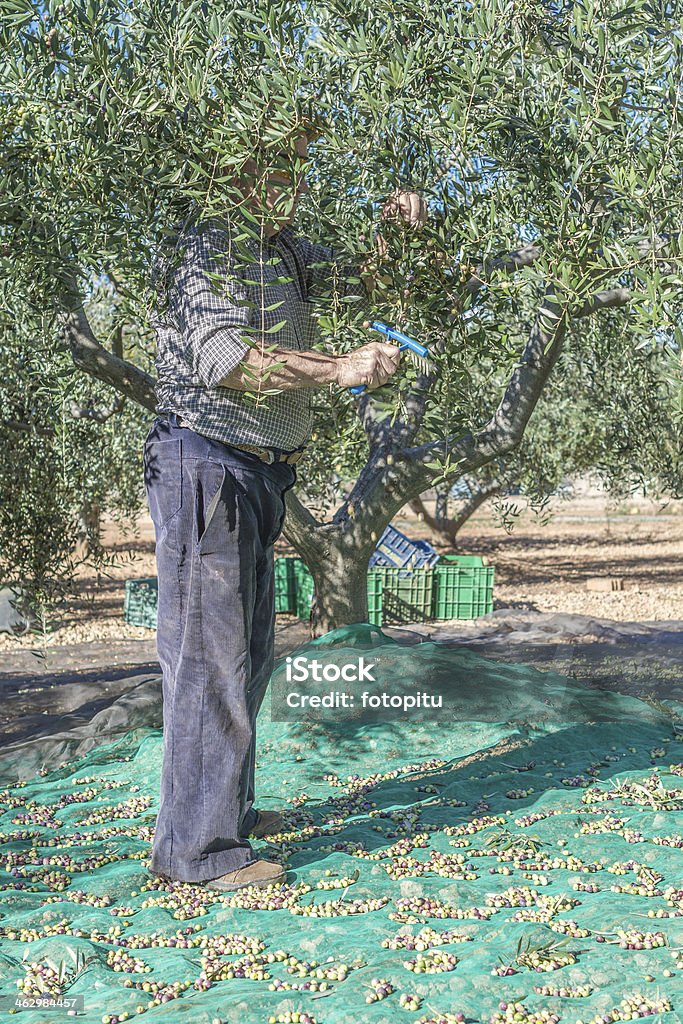 Old farmer and olives Old farmer is doing the harvest of olives for the oil Adult Stock Photo