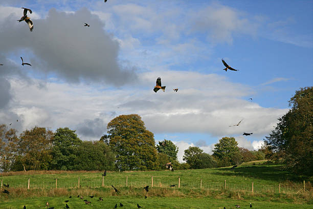 istock Red kite, Milvus milvuss 462984861