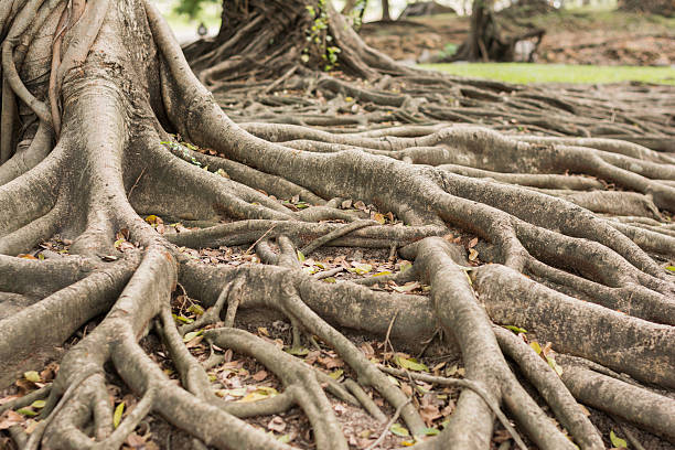 istock roots of the banyan forest. 462984887