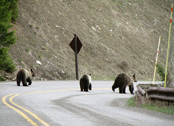 istock Brown Alaska Bears walking on road 462987069