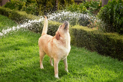 A happy Labrador Retriever