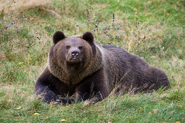 istock Braunbaer, Ursus arctos, Brown Bear, relaxing 462988081