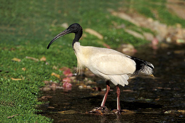istock Sacred ibis, Threskiornis aethiopicus 462988461