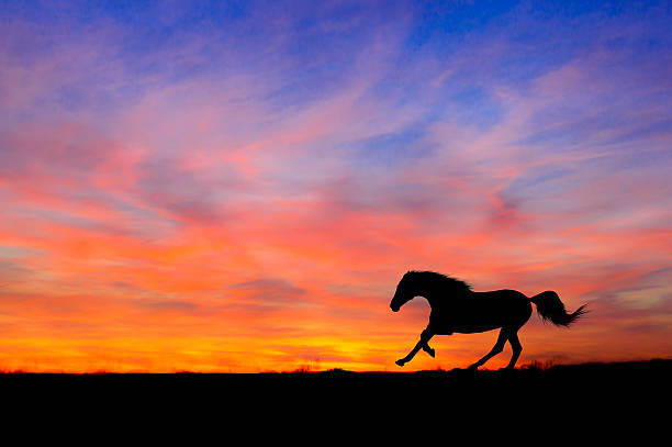 Horse running full gallop on sunset background Silhouette stock photo