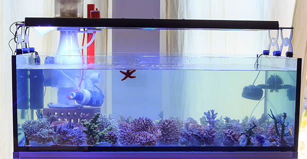 istock coral in aquarium 462989115