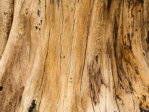 texture legno vecchio - sandalwood foto e immagini stock