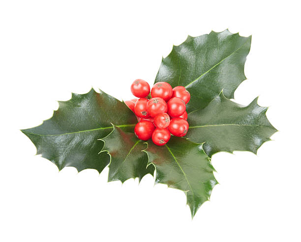 istock Holly, Christmas decoration 462989547