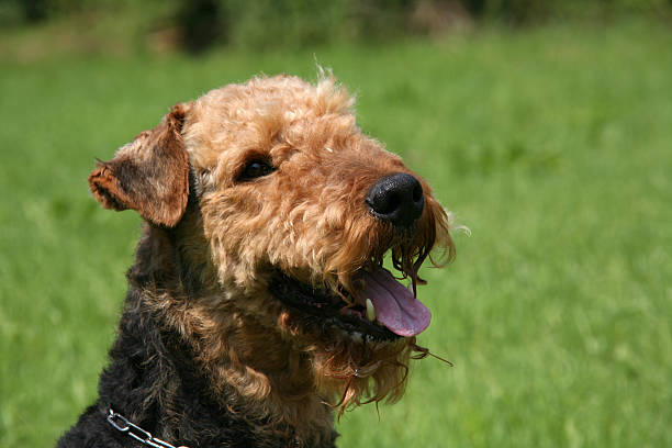 airedaleterrier - aredale stock-fotos und bilder