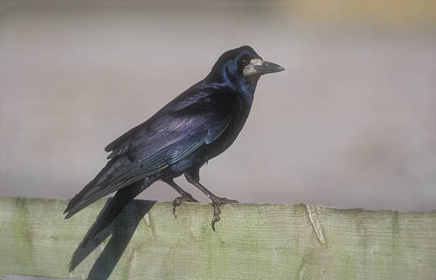 istock Rook, Corvus frugilegus 462990105