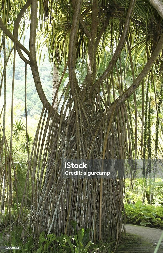 Árvore Tropical no jardim de Balata, Martinica. - Royalty-free Alto - Descrição Física Foto de stock