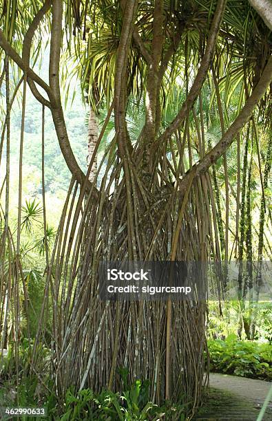 Árvore Tropical No Jardim De Balata Martinica - Fotografias de stock e mais imagens de Alto - Descrição Física - Alto - Descrição Física, Antilhas, Ao Ar Livre