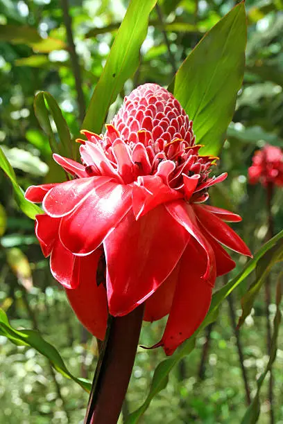 Photo of Tropical flower in the garden of Balata, Martinique.