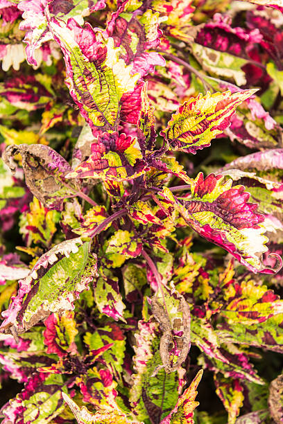 istock Pink gynura aurantiaca 462997851