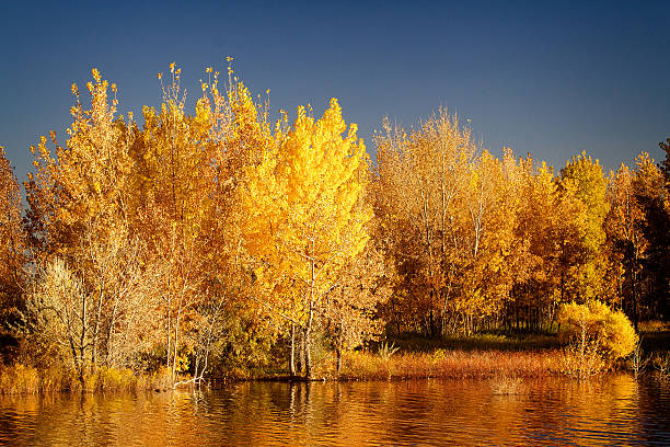 cores do outono em colorado - boulder lake - fotografias e filmes do acervo