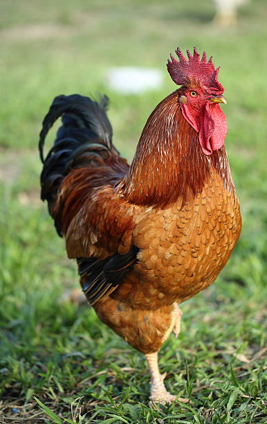 istock Profile of a rooster standing on one foot 462998189
