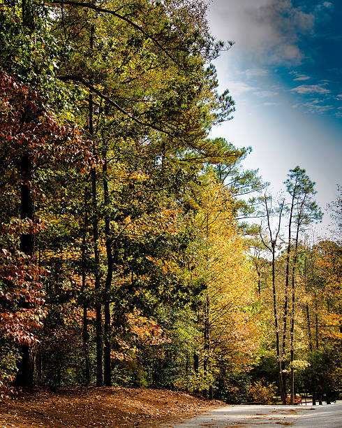 Late November Foliage in Georgia stock photo