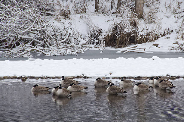istock Geese Resting in River after a Fresh Snowfall 462998411