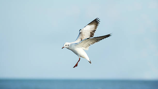 istock White seagull soaring in the blue sky 462999265