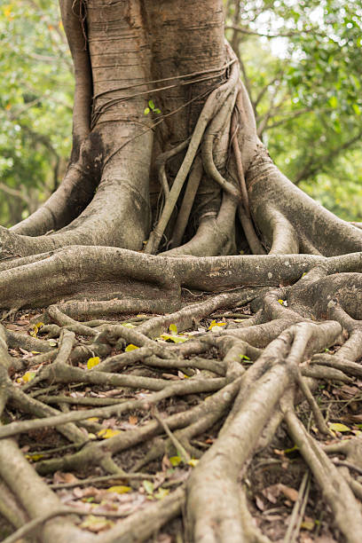 istock roots of the banyan forest. 463002971