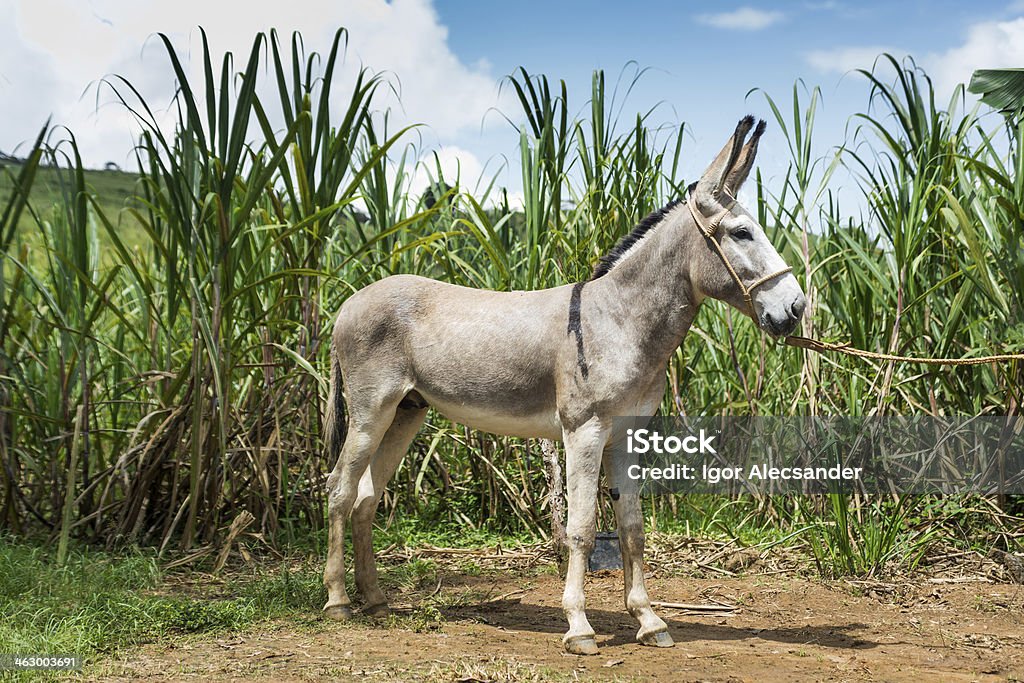Donkey 굴절률은 브라질리안 농장 - 로열티 프리 0명 스톡 사진