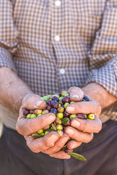 istock hands of farmer with olives 463005529