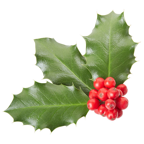 istock Holly, Christmas decoration 463005919