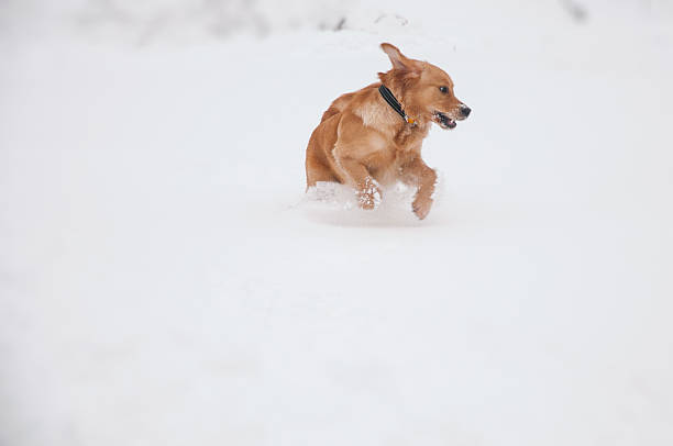 istock Running dog in snowy landscape 463010973