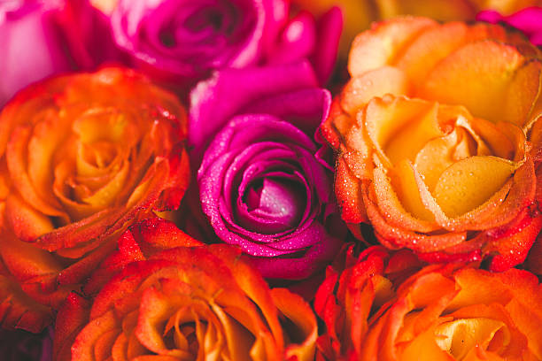 hermosas rosas. - small group of objects flash fotografías e imágenes de stock