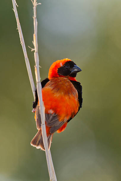 istock Oryxweber, Red Bishop,  Euplectes orix - male on reed 463021837