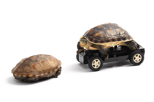 istock Two Turtles with Toy Car 463030481