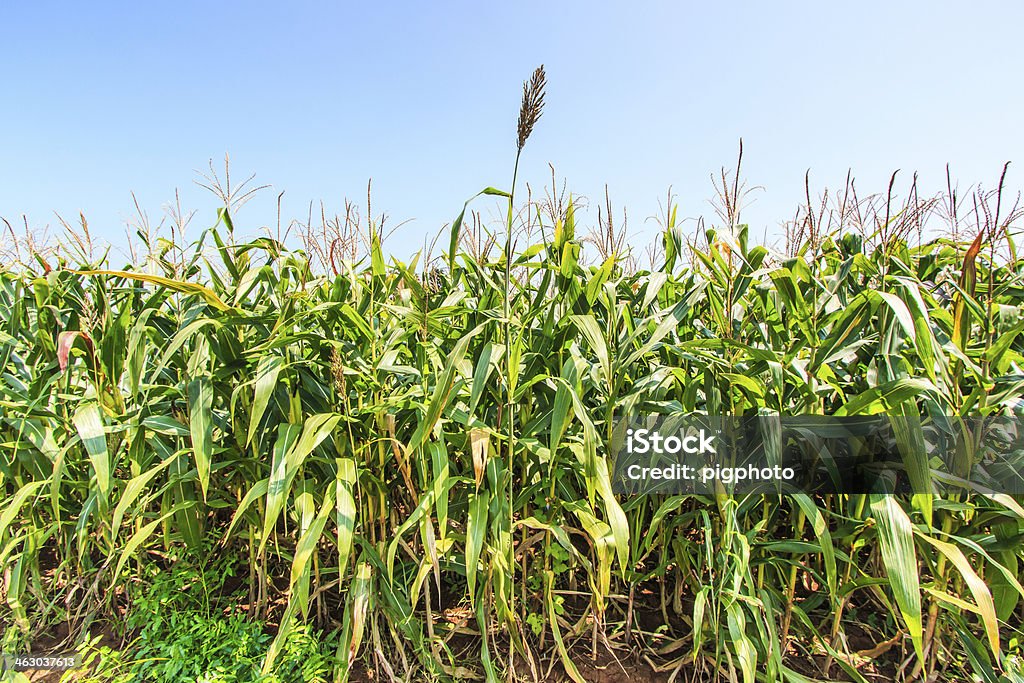 Verde campo de milho da Ásia na Tailândia - Foto de stock de Agricultura royalty-free