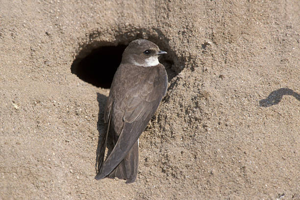 istock Sand martin, Riparia ripariaa 463040525