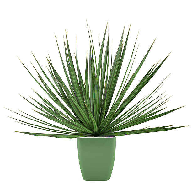 istock Plant bush isolated in the pot 463044311