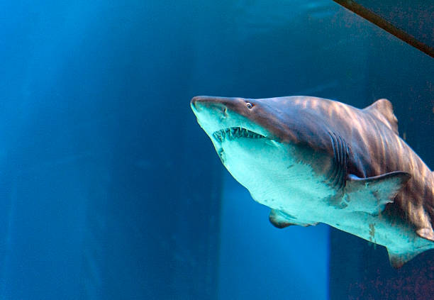 requin tigre des sables femme - sand tiger shark photos et images de collection