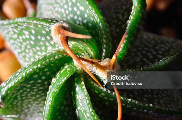 Cactus Macro Stock Photo - Download Image Now - Astrophytum, Botany, Close-up