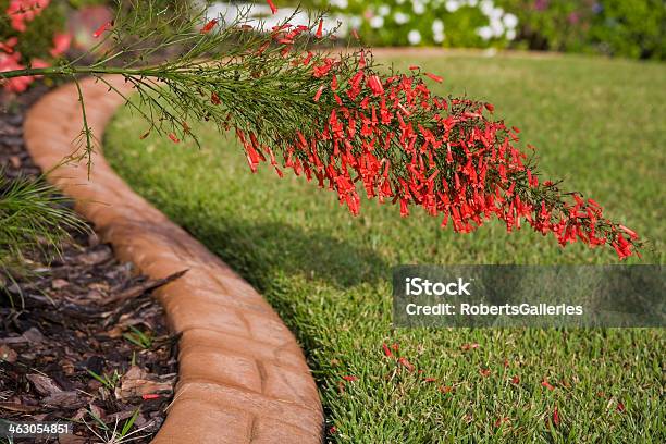 Red Firecracker Bush Stock Photo - Download Image Now - At The Edge Of, Yard - Grounds, Flowerbed