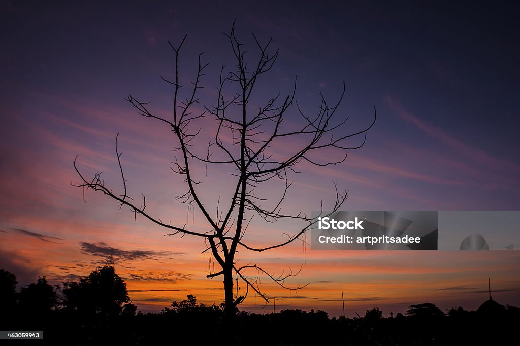 Sunset Back Lit Stock Photo