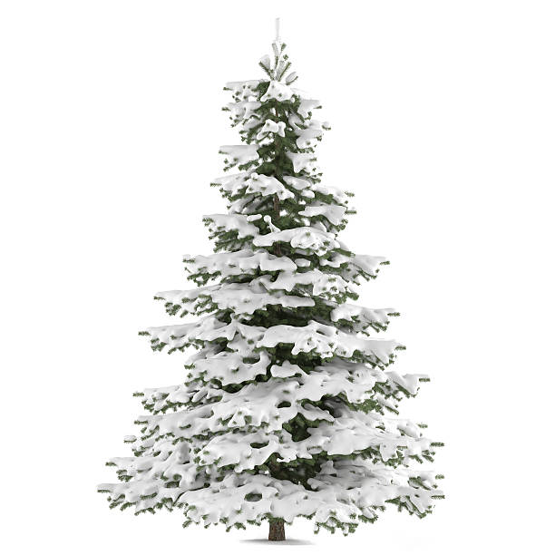 istock Winter fir-tree on snow isolated 463060739