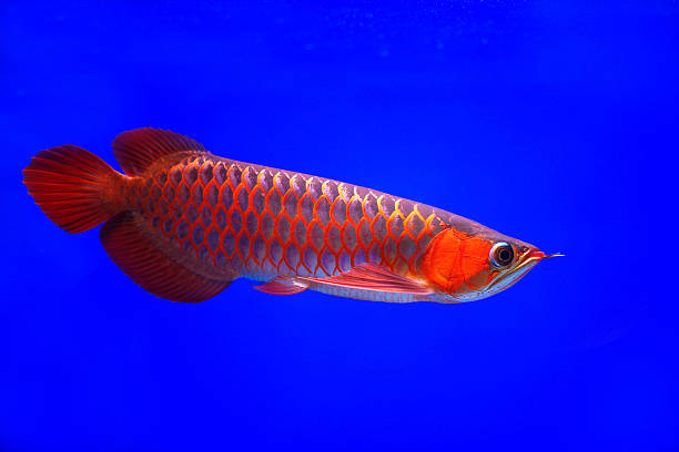 Asian Arowana Red Fish Stock Photo - Download Image Now - Animals