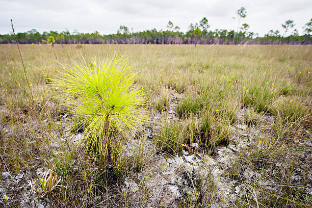 florida-kiefer setzling wächst in den everglades - big cypress stock-fotos und bilder