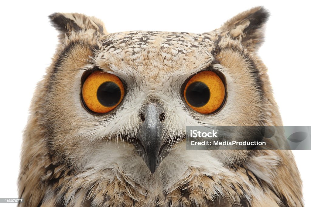 Squinting Owl Young African Eagle Owl looking at the camera,, isolated on white Owl Stock Photo
