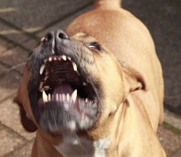 angry cachorro - pit bull terrier - fotografias e filmes do acervo