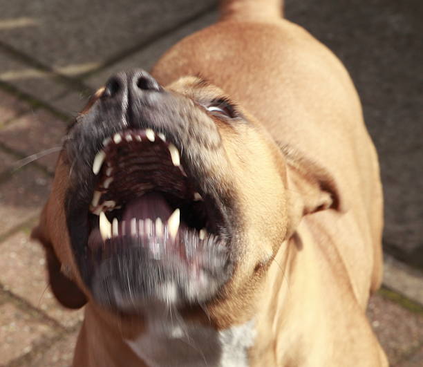 angry dog - 比特犬 個照片及圖片檔
